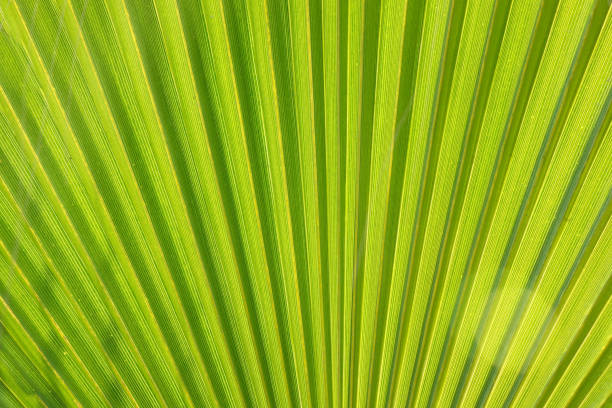 istock Texture of Green palm Leaf 1096774514