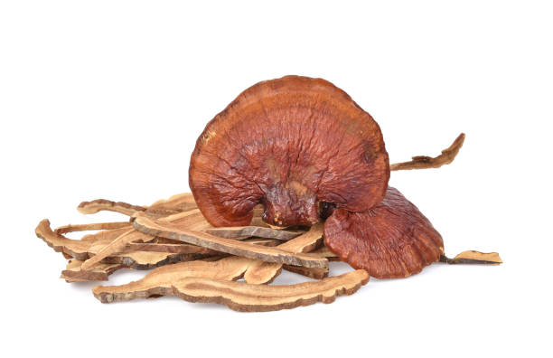 a picture of Reishi fruiting body