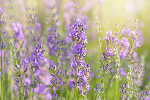 istock Lavender flower blooming scented field. 1096776862