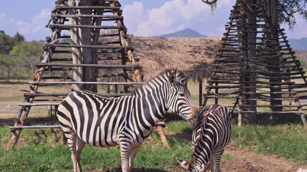 istock zebra on the dry brown savannah grasslands. 1096776944