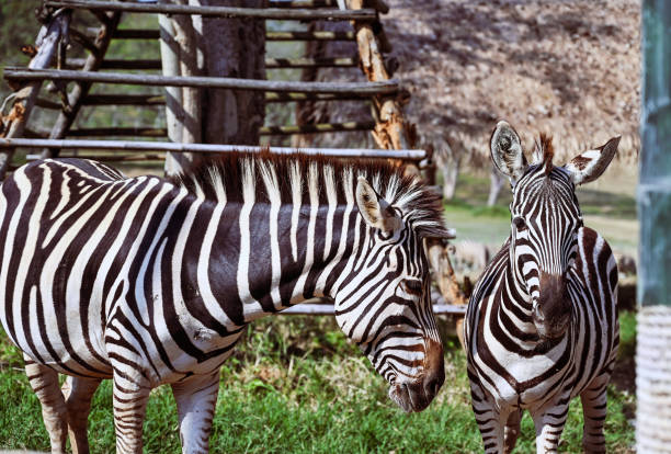 istock zebra on the dry brown savannah grasslands. 1096778066