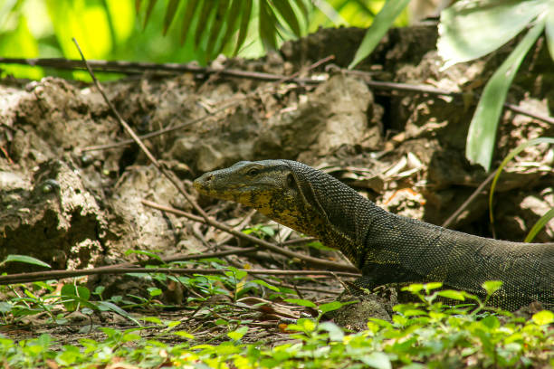 istock Varanus salvator walking on the ground 1096783724