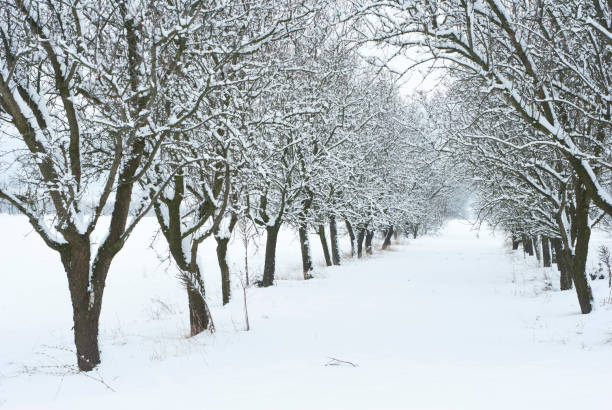 istock Fruit trees in a row at winter orchard snow 1096783738
