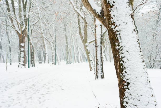 istock Winter snow alley tree line street 1096785936