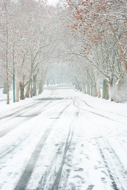 istock Winter snow alley tree line street 1096786142