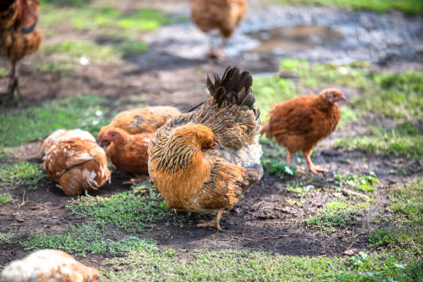istock Red chicken (mother) with chickens digging in the ground, looking for food, resting, lying 1096786248