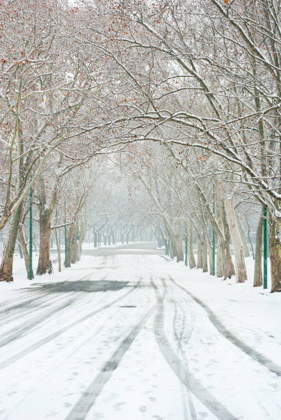 istock Winter snow alley tree line street 1096786436