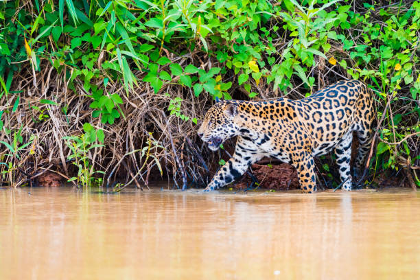 istock Jaguar stepping off river bank into river 1096786446
