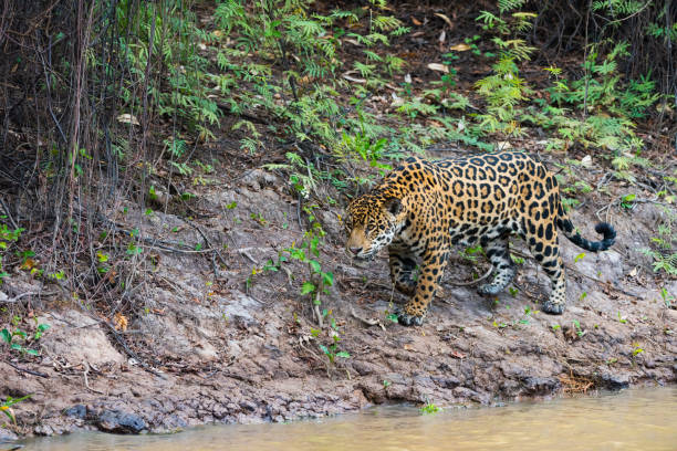 istock Jaguar walking on river bank - Brazil 1096786478