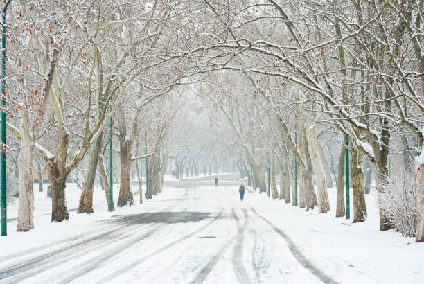 istock Winter snow alley tree line street 1096786498