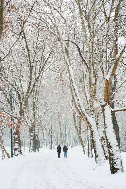 istock Winter snow alley tree line street 1096786534
