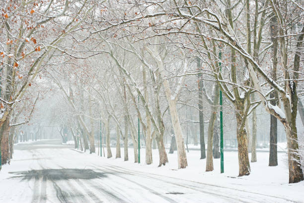 istock Winter snow alley tree line street 1096786536