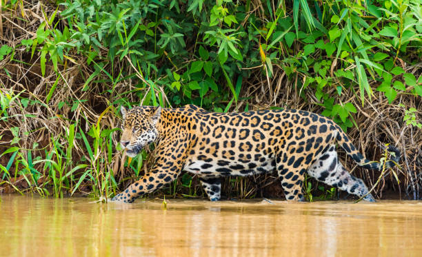 istock Jaguar walking in the river 1096786554