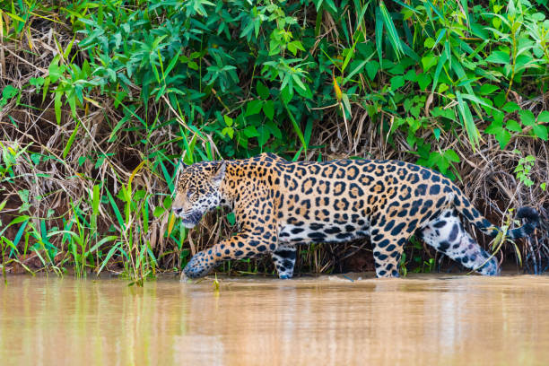 istock Jaguar stalking in the river 1096787702