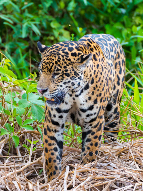 istock Jaguar walking along river bank 1096787728
