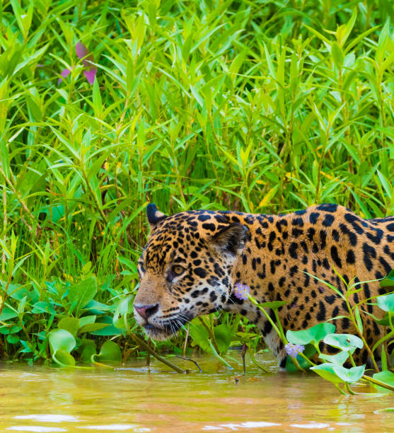 istock Jaguar among water lilies 1096787782