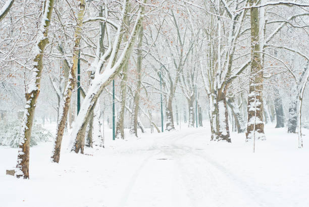 istock Winter snow alley tree line street 1096787814