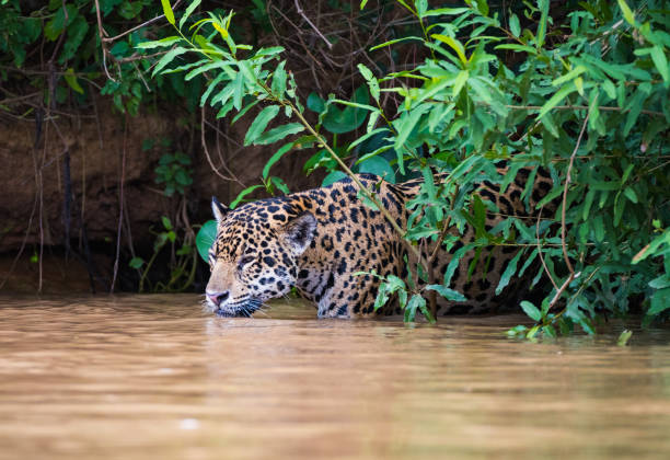 istock Jaguar peering from behind bush in river 1096787824