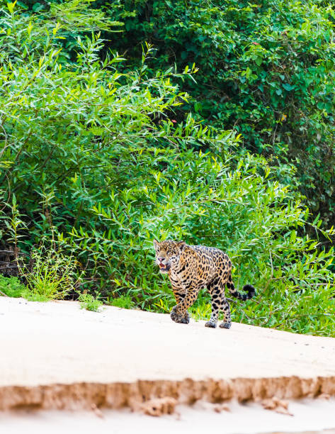 istock Jaguar waling along sandy river bank 1096787956