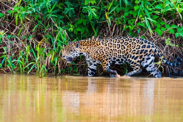 istock Jaguar waling in water 1096788096