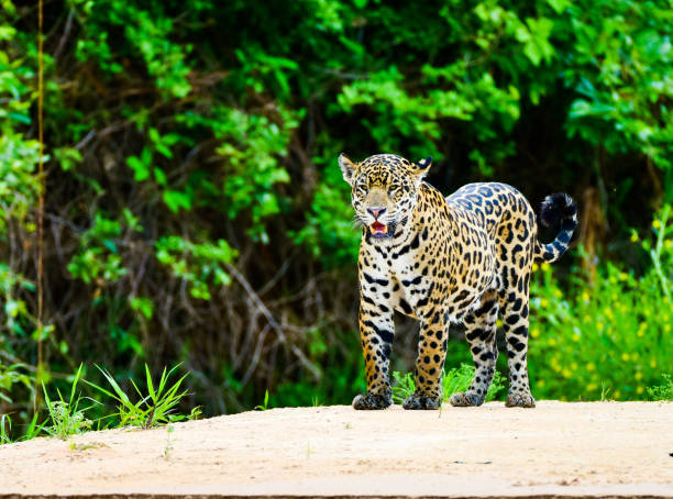 istock Jaguar on river bank emerging from jungle 1096788190