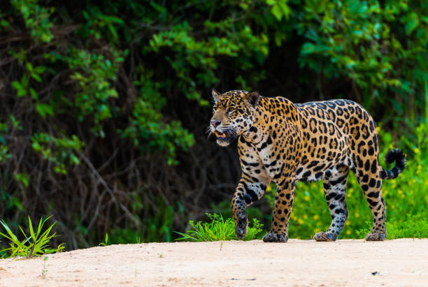 istock Jaguar emerging from dense jungle foliage 1096788328