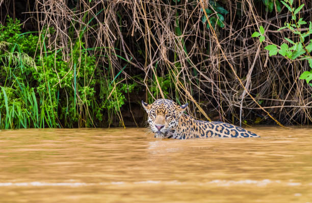 istock Jaguar swimming in river 1096788352