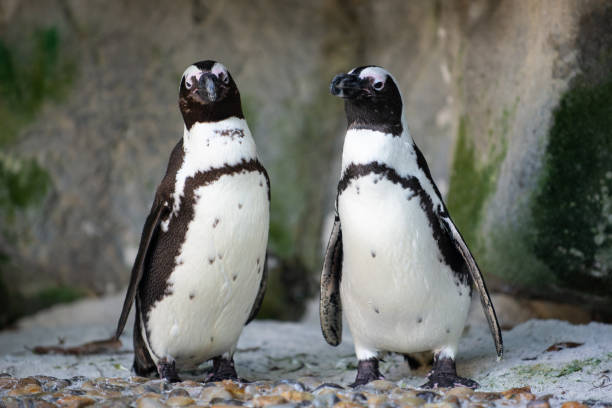 istock African Penguins in captivity 1096789790