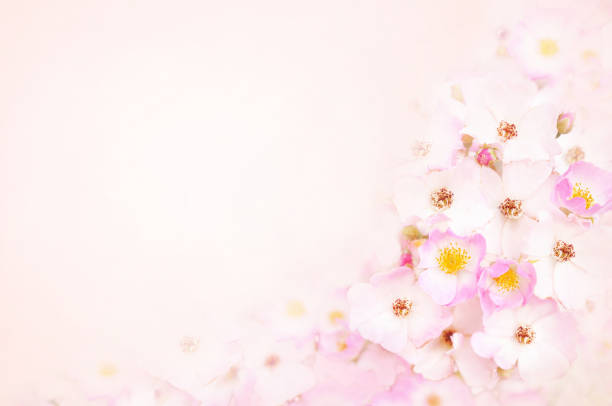 istock Spring blossom or summer blossoming rose (rosehip) flowers 1096792348