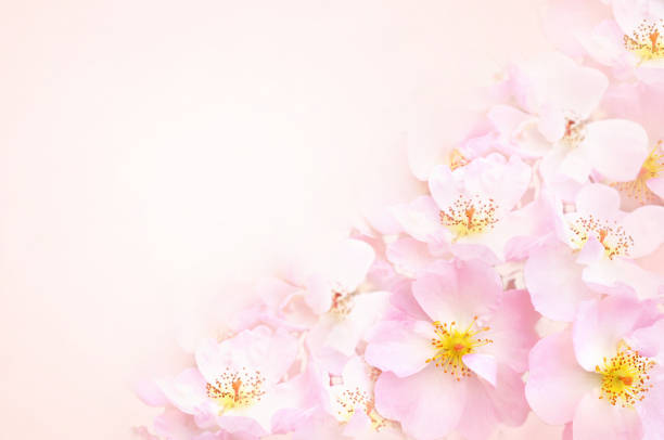 istock Spring blossom or summer blossoming rose (rosehip) flowers 1096792390