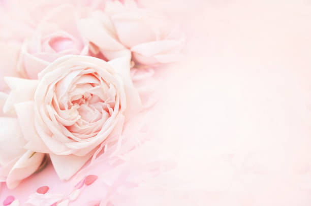 istock Summer blossoming delicate rose flowers 1096792532