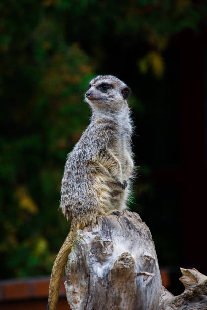 istock Wild Animal look 1096792660