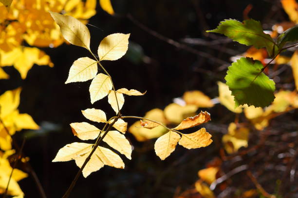 istock Bright colorful leaves on the branches in the autumn forest. 1096802158