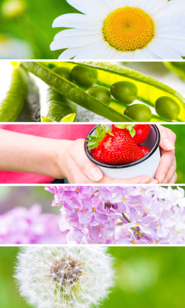 istock Set background summer spring concept trend bright Texture banner freshness gentle 1096806496