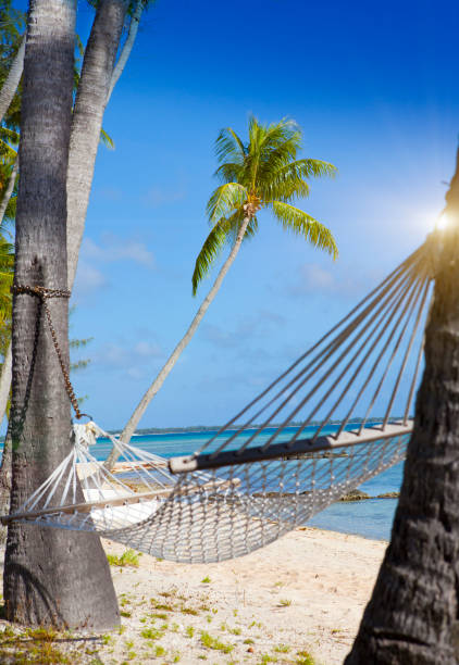 istock Hammock between palm trees and the sea 1096810762