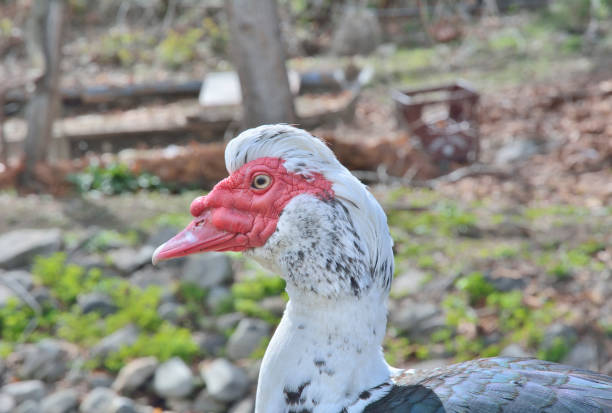 istock Drake of musk duck 9 1096811000
