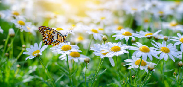 a borboleta laranja e amarela é sobre as flores brancas e rosa nos campos de grama verde - spring flower daisy field - fotografias e filmes do acervo