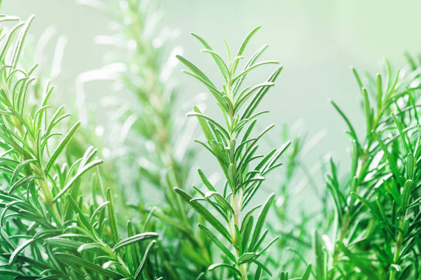 plant de romarin dans le jardin. herbes aromatiques culinaires. - rosemary herb vegetable garden herbal medicine photos et images de collection