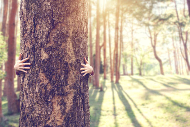 istock Closeup hands of woman hugging tree with sunlight, copy space. 1096815382