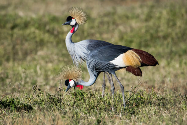 istock two Grey Crowned Cranes standing on the ground 1096815802