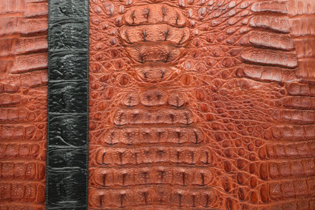 texture de cuir crocodile brun et noir. arrière-plan. - belt fashion animal print snake photos et images de collection