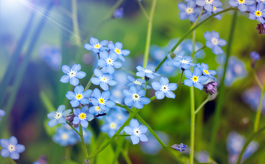 blossoming forget-me-nots or scorpion grasses (Myosotis) in the field