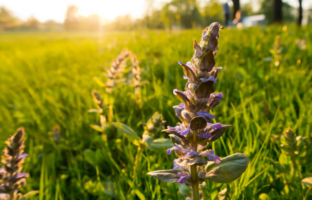 istock blue flower in a sunny field 1096818864