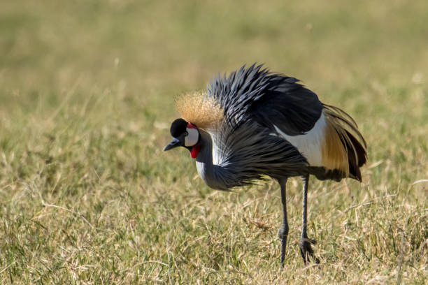 istock Grey Crowned Crane standing on the ground 1096819066