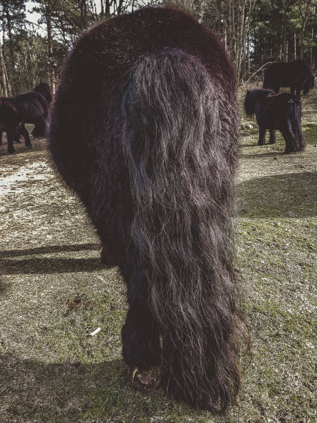 istock A close up of a wild Shetland pony grazing on the fields 1096819292