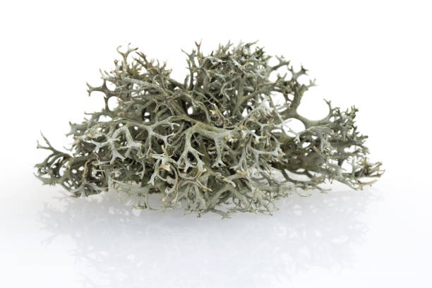 Tree moss from fir and pine trees - raw material for perfume industry