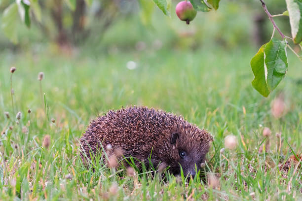 istock Hedgehog sitting in grass and looking straight 1096825360