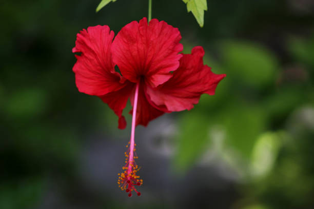 Hibiscus flower