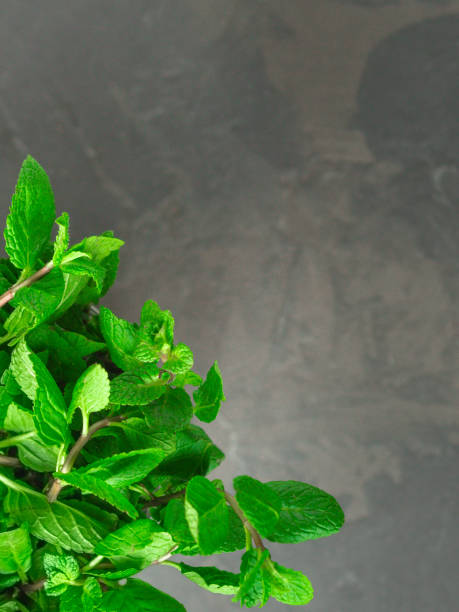 istock mint (fresh and juicy green grass). aroma. Top .. Food background 1096830878