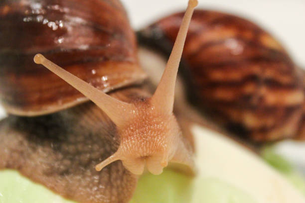 achatina snai - snail escargot animal speed foto e immagini stock